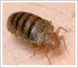 شناخت ساس و روش‌های مبارزه با آن